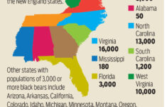 Bear Mauls Boy In Smokies As Growing Numbers Make Encounters More for West Virginia Bear Population Map