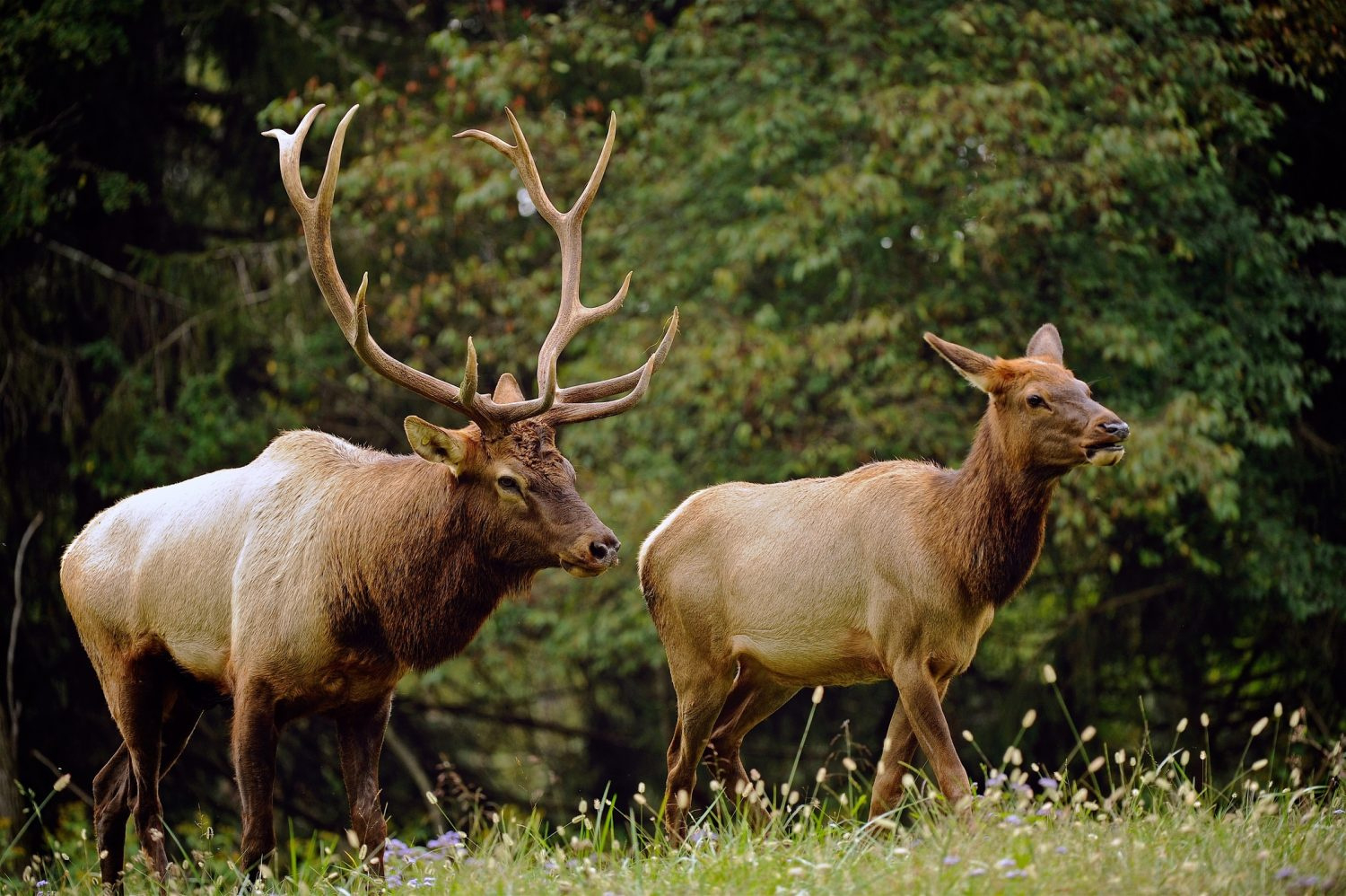 Elk In West Virginia - West Virginia Division Of Natural Resources for Elk In West Virginia Map