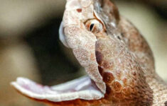 Experts Warn Virginia'S Venomous Snakes Are Out And About | Wvtf with Venomous Snakes In Virginia Map