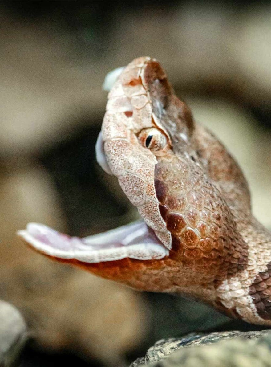 Experts Warn Virginia&amp;#039;S Venomous Snakes Are Out And About | Wvtf with Venomous Snakes In Virginia Map