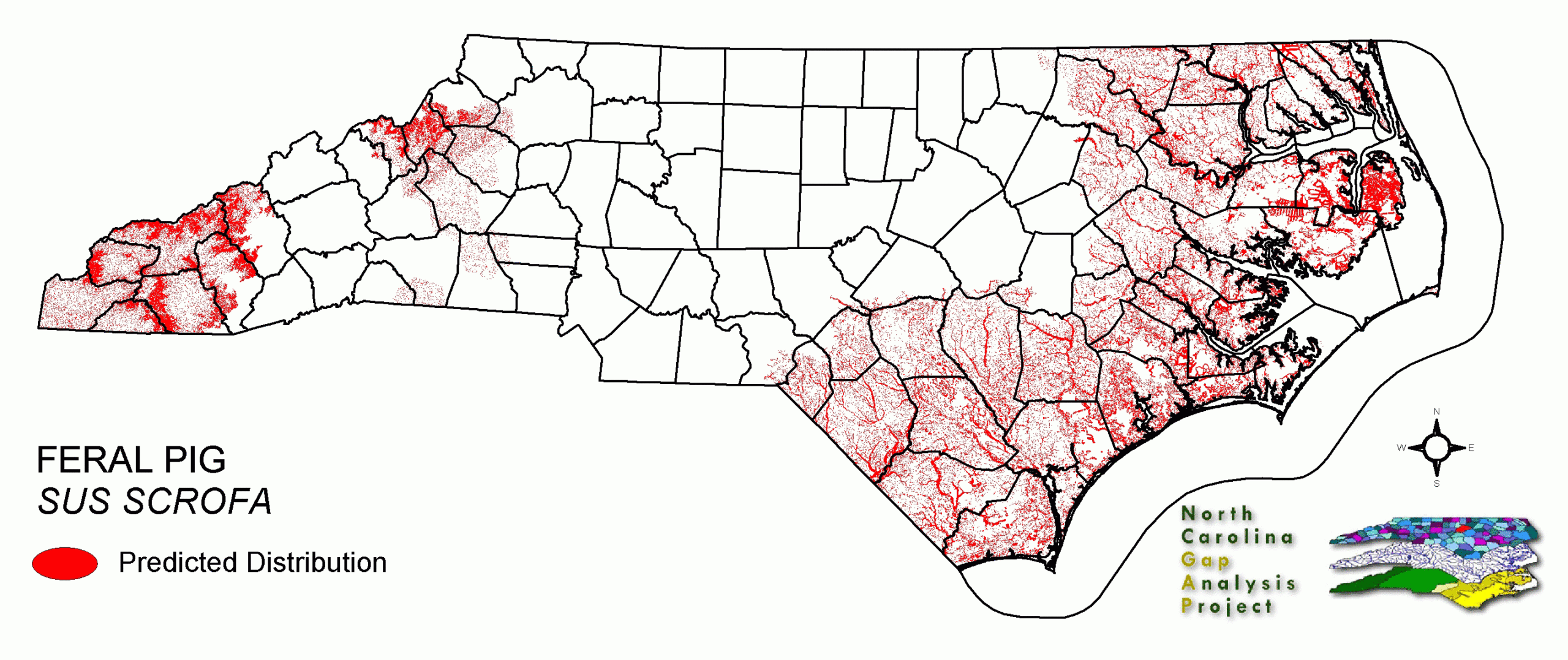 Feral Pig intended for Feral Hogs In Virginia Map