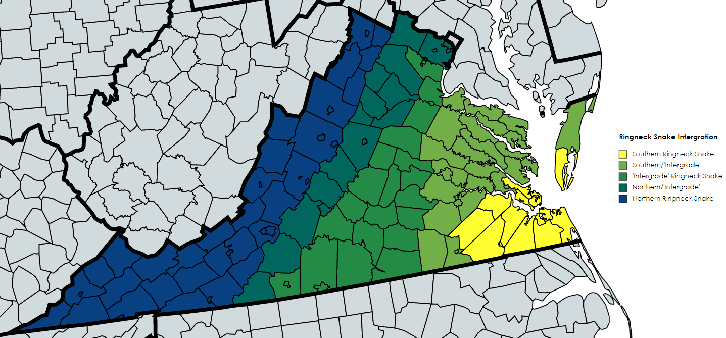 Ringneck Snake (Diadophis Punctatus) - Herping Virginia with regard to Venomous Snakes In Virginia Map