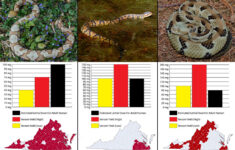 Snakes Of Virginia regarding Venomous Snakes in Virginia Map