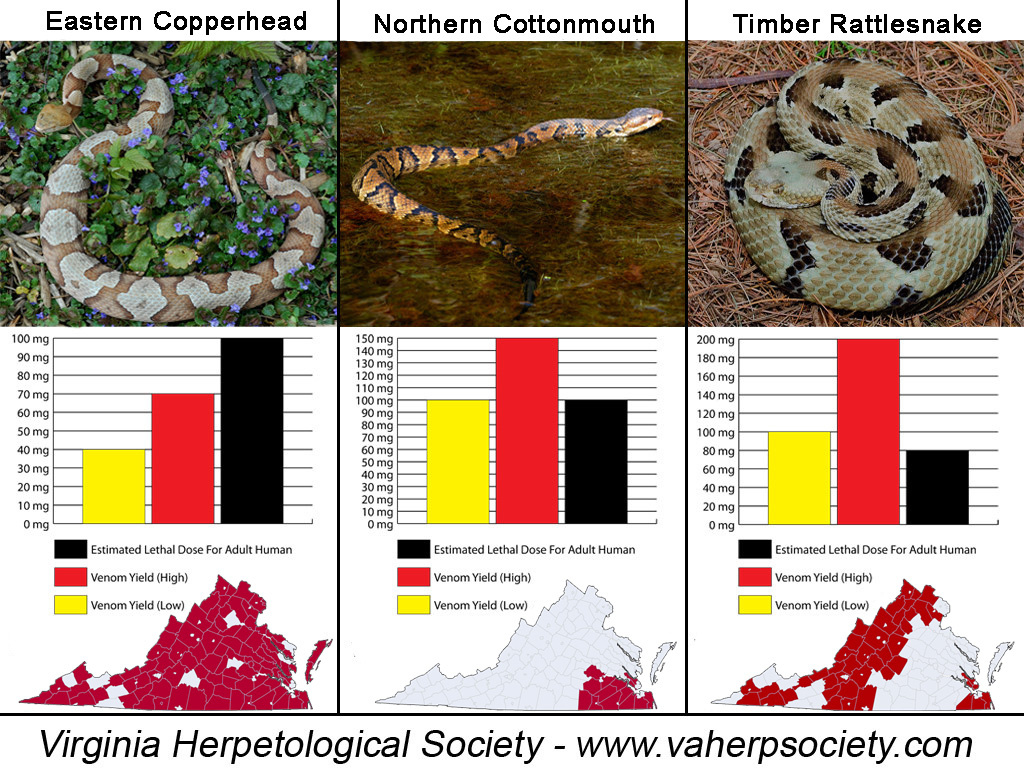 Snakes Of Virginia regarding Venomous Snakes in Virginia Map