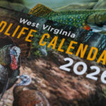 The 2026 West Virginia Wildlife Calendar Is Here For West Virginia Foliage Map 2026