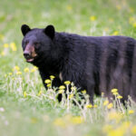 West Virginia Bear Harvest Increases 64 Percent In 2023   Wvdnr For Bears In West Virginia Map
