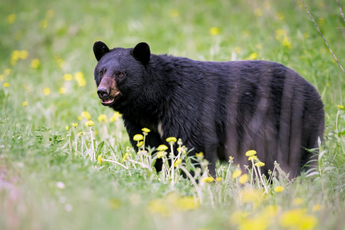 West Virginia Bear Harvest Increases 64 Percent In 2023 - Wvdnr for Bears in West Virginia Map