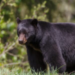 West Virginia Hunters Harvest 2,479 Black Bears In 2024   Wvdnr Throughout Bears In West Virginia Map