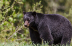 West Virginia Hunters Harvest 2,479 Black Bears In 2024 - Wvdnr throughout Bears in West Virginia Map