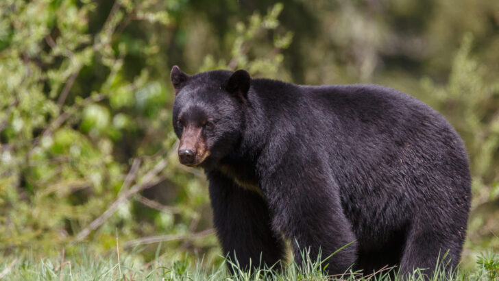 Bears in West Virginia Map