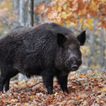 Wv Wild Boar Firearms Season To Open Oct. 22   Wvdnr For Feral Hogs In Virginia Map