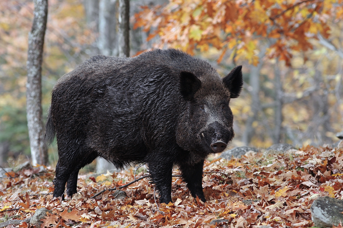 Wv Wild Boar Firearms Season To Open Oct. 22 - Wvdnr for Feral Hogs in Virginia Map