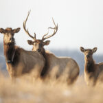 Wvu Researchers Working To Protect West Virginia'S Elk Herd | Wvu Regarding Elk In West Virginia Map