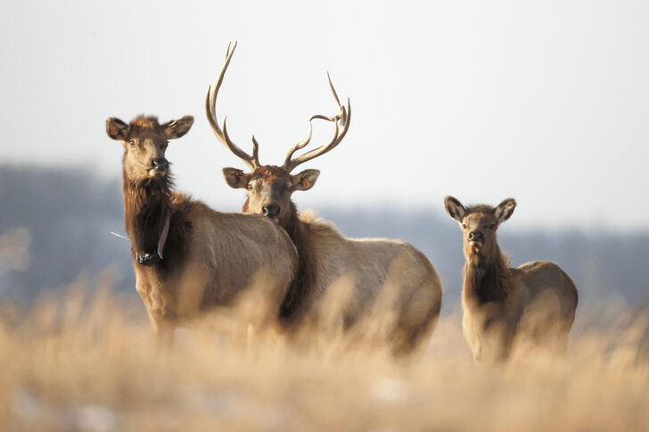 Elk in West Virginia Map